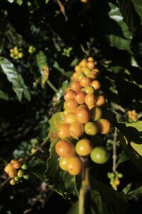 "¡Déjate seducir por la exquisita experiencia del Café Mayar Gourmet Artesanal de Chiapas! Proveniente de las fértiles tierras de Chiapas, México, nuestro café cautiva con su sabor profundo y notas aromáticas únicas. Cuidadosamente cultivado y seleccionado a mano, cada grano refleja la pasión y dedicación de nuestros productores locales. Desde el primer sorbo, serás transportado a los exuberantes paisajes de Chiapas, donde la tradición y la calidad se fusionan para ofrecerte una experiencia de café inigualable. ¡Disfruta de la excelencia en cada taza con Café Mayar Gourmet Artesanal de Chiapas!"